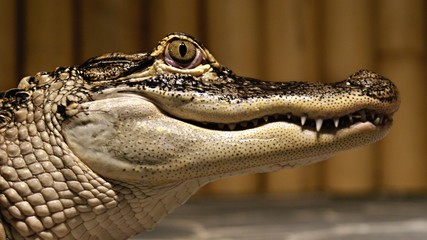 Crocodile Alligator Animal Reptile Nature Danger