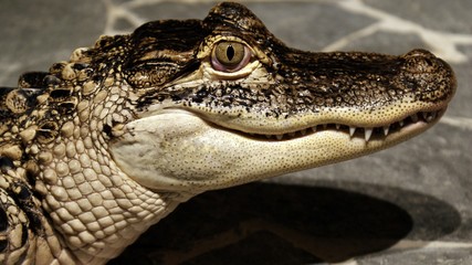 Crocodile Alligator Animal Reptile Nature Danger