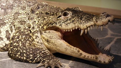 Crocodile Alligator Animal Reptile Nature Danger