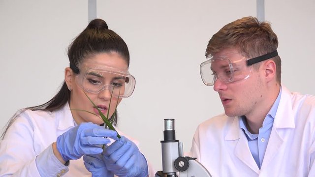 Professional researchers cooperation close up biologists job student wheat plant
