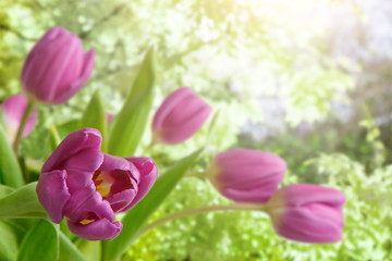 Flowers background, violet tulips at garden background, copy space