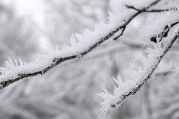Frozen ice crystals on the branches