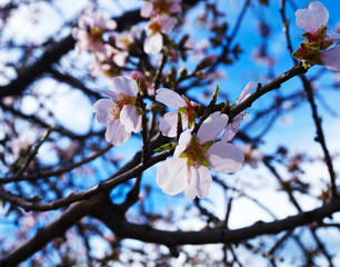 Flor de cerezo en primavera