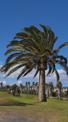 Phoenix canariensis, locally known as palmera canaria, or the Canarian palm tree, a majestic ornamental tree endemic to the Canary Islands, Spain