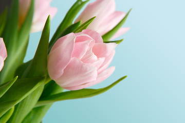 Pink tulips bouquet on blue background