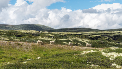 Fototapeta na wymiar Four sheep in the background of the hills. View from national to