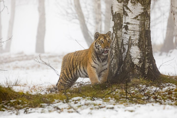 siberian tyger in winter, Panthera tigris altaica