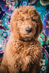 Golden Doodle