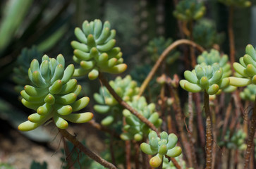  Succulent plant with pink and green leaves growing in botanic garden