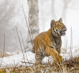 cute young siberian tiger in winter, portrait