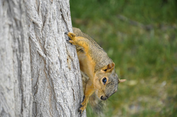Fox squirrel on tree trunck looking at camera