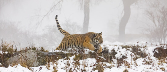 Obraz na płótnie Canvas siberian tiger on snow in action, Panthera tigris altaica