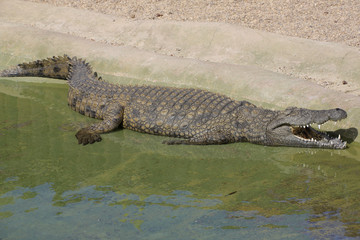 Nilkrokodil (Crocodylus niloticus) im Wasser