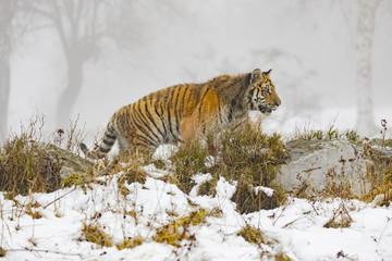 siberian tiger on snow in action, Panthera tigris altaica
