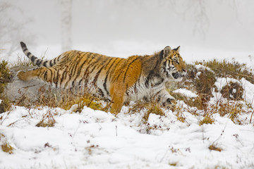 siberian tiger on snow in action, Panthera tigris altaica