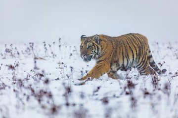 siberian tyger in winter, Panthera tigris altaica