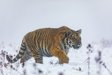 Obraz premium siberian tiger on snow in action, Panthera tigris altaica