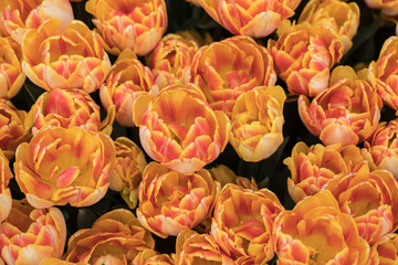 Abstract background . Close-up of orange tulips flowers