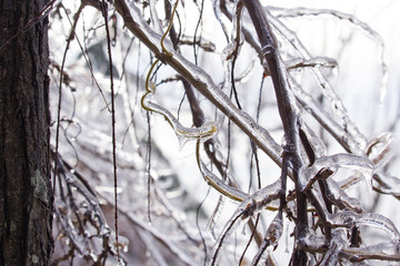 Frozen Tree,Leaves and Flowers on Ice Storm
