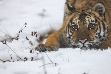 siberian tiger on snow portrait