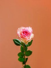 Pink rose on orange background.