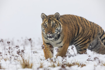 Fototapeta na wymiar siberian tyger in winter, Panthera tigris altaica
