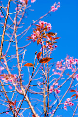 Wild Himalayan Cherry at  Phu Lom Lo