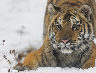 Fototapeta na wymiar siberian tiger on snow portrait