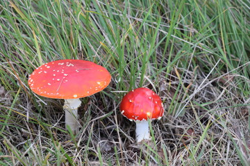 Red mushrooms in grass