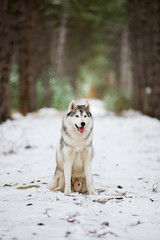 Portrait of a gray husky sitting in a snowy forest. A dog on a natural background. Dog in the snow.