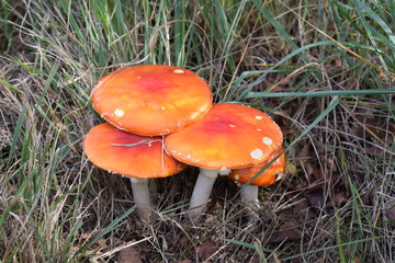Red mushrooms in grass