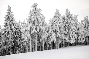 Beautiful landscape view on the snow-covered fir forest