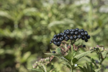 Sambucus ebulus known as danewort, dane weed, danesblood, dwarf elder or European dwarf elder berries. Close up view. Copy negative space