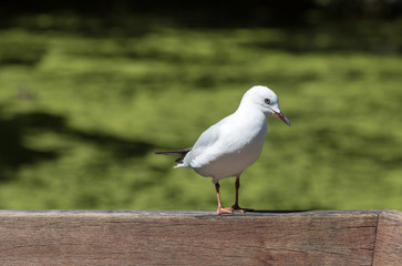 Black-billed Gull sits on a wooden rail, side lit with sun light, green grass on the back
