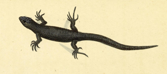 Illustration of a reptile.