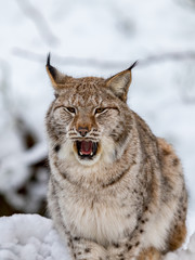 Eurasian Lynx, Lynx lynnx, in the snow, yawning