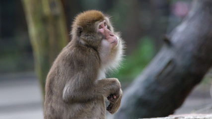 Naklejka na ściany i meble Japanese Macaque