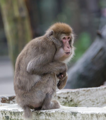 Japanese Macaque