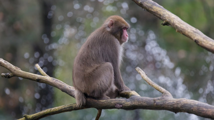 Japanese Macaque