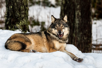 Grey wolf, Canis lupus, lying down resting, looking peaceful, in a snowy winter forest in the zoo, Kristiansand, Norway