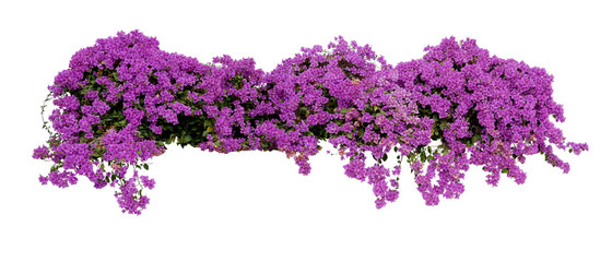 Grand arbuste à fleurs étalées de bougainvilliers pourpres plante de paysage de vigne grimpeur de fleurs tropicales isolée sur fond blanc, chemin de détourage inclus.