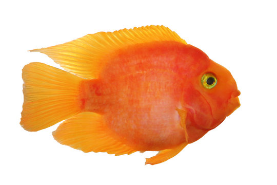 Parrot red cichlid fish