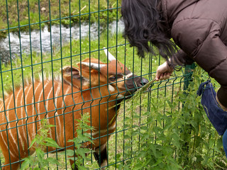 The woman feeds an antelope of the Bongo in a zoo