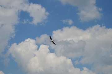 Seagull flying on a background of clouds