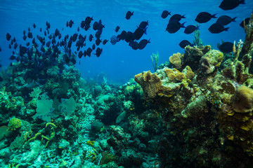 Fototapeta premium Coral garden