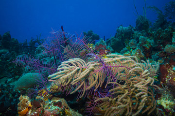 Fototapeta na wymiar Coral garden