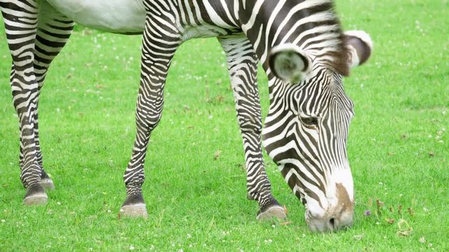 Close up of african zebra in savannah. Zebra eating green grass in national park. Wild life outdoors.