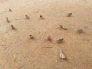 Les envahisseurs mignons