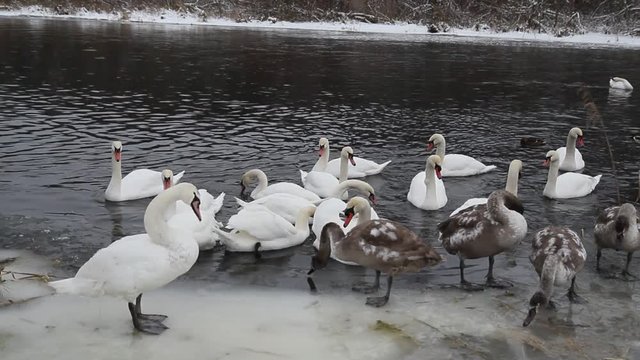 Wild swans winter in nature.