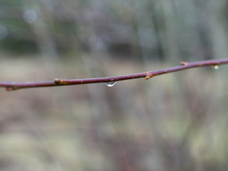 Thin branch in the forest with a water drop hanging from it